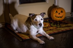 Murphy Waits for Halloween